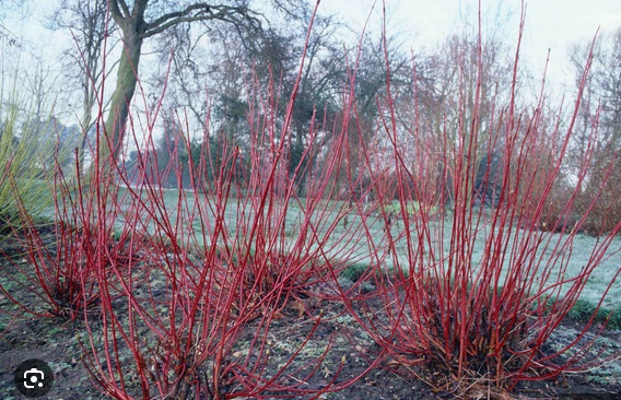 Hjelp ønskes - Bekjempelse av kornell langs elver