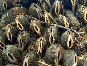 Forummøte 14/2 - Spennende foredrag om elvemusling