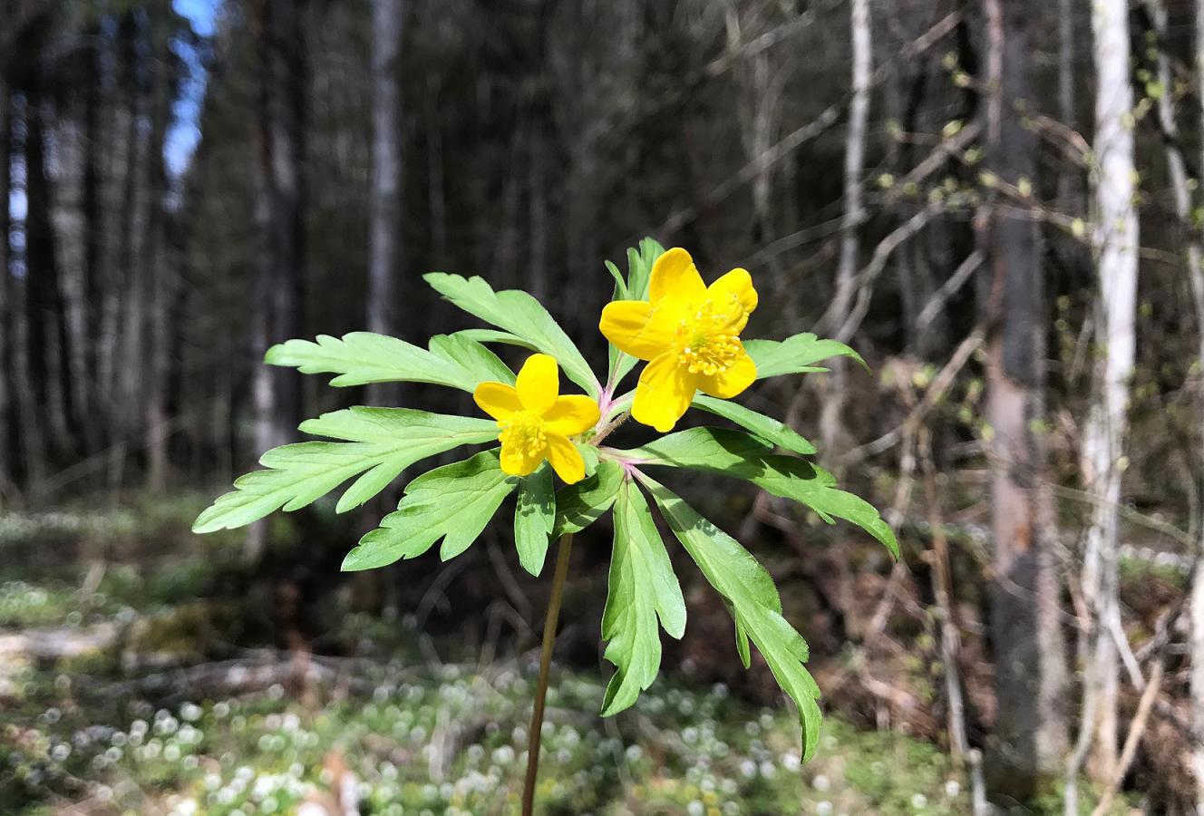Bærum Naturfestival - Gulveis på Ringi