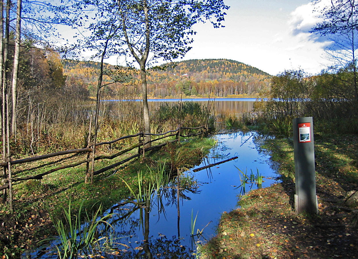 Bærum Naturfestival - Fuglesangtur Dælivann