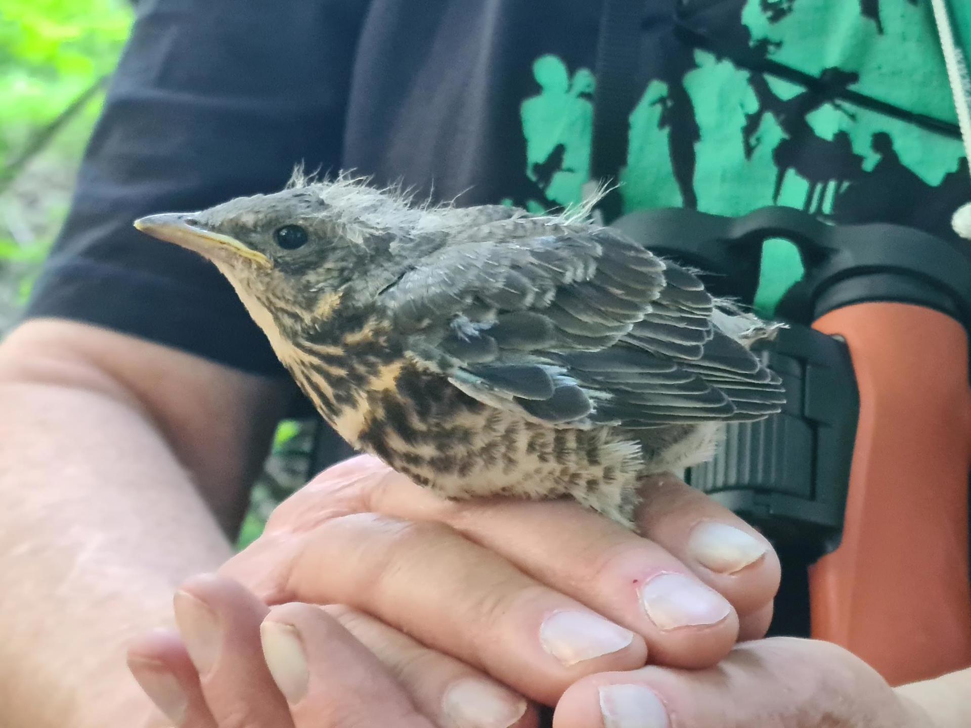 Bærum Naturfestival - Fuglekassetur Sandvikselva