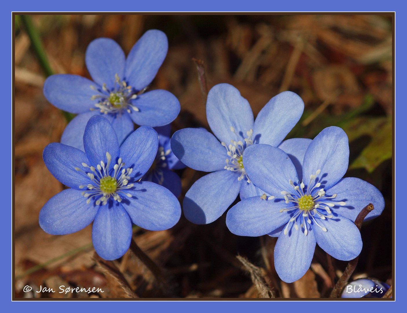 Bærum Naturfestival - Vårblomstring i Dæliskogen
