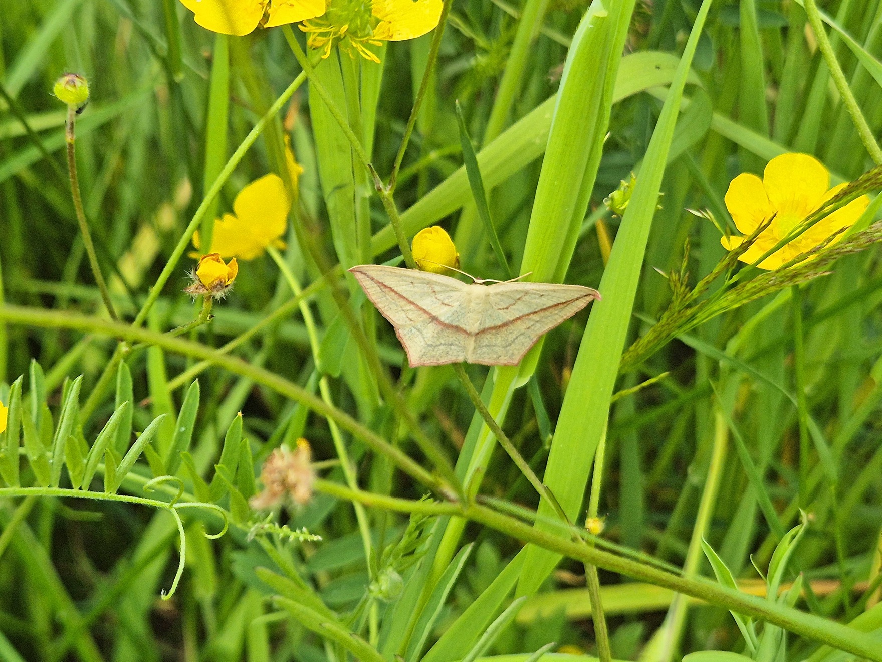 Bærum Naturfestival - Villblomstens dag på Nygård