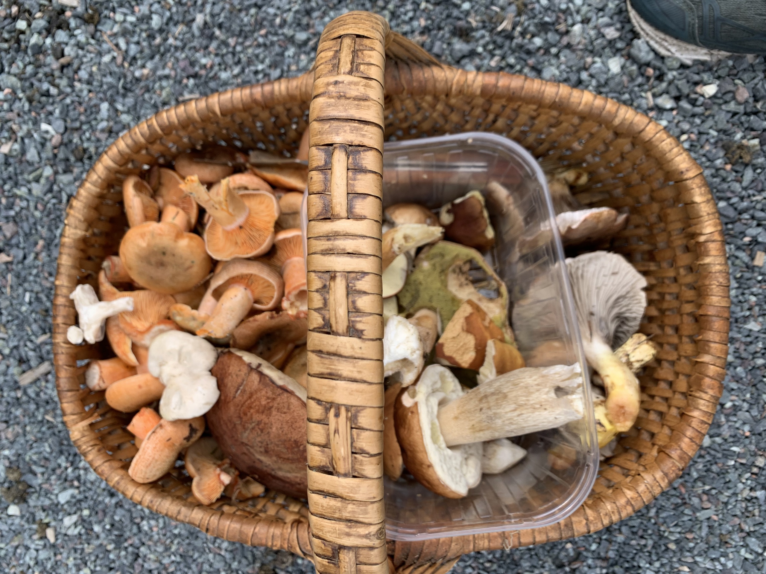 Bærum Naturfestival - Sopptur på Kalvøya