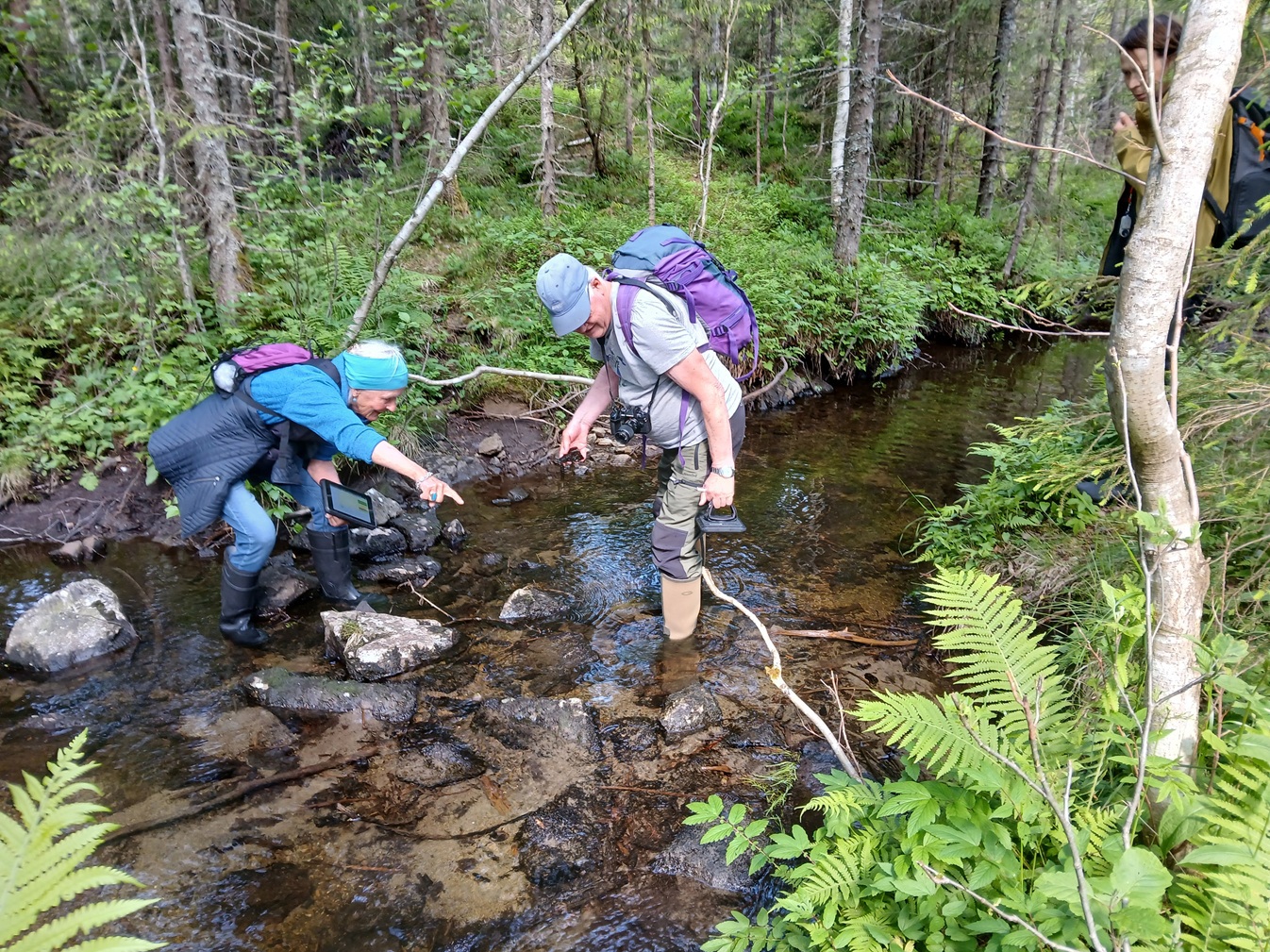 Bærum Naturfestival - Vannplanter i Lomma